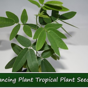 20 Heirloom Tropical Seeds -Dancing Plant - Leaves Actually MOVE! - Codariocalyx motorius-Save Big on More Packs -Mix and Match- Sale!