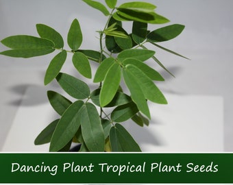 Tropical Seeds -Dancing Plant 20 Seeds- Leaves actually MOVE! Container Plant- Codariocalyx motorius