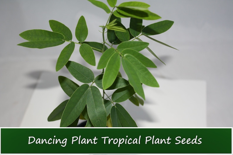May include: A close-up of a small green plant with multiple leaves. The plant is called a Dancing Plant. The text "Dancing Plant Tropical Plant Seeds" is at the bottom of the image.