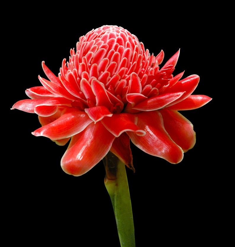 Tropical Seeds 20 Tropical Ginger Seeds Etlingera elatior Red Cut Flower Container Tropical or Standard image 1