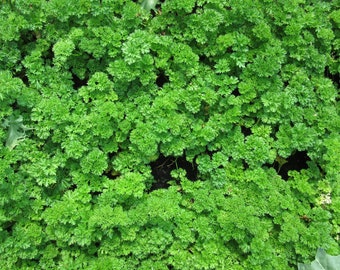 Herb Seeds -Moss Curled Parsley -100 Heirloom Seeds