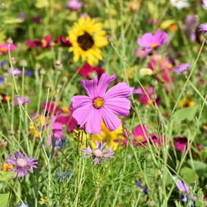 Pu&ograve; includere: Un campo di fiori selvatici in fiore, con una variet&agrave; di colori, tra cui rosa, giallo, viola e bianco. I fiori crescono in un lussureggiante prato verde.