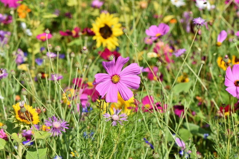 Pu&ograve; includere: Un campo di fiori selvatici in fiore, con una variet&agrave; di colori, tra cui rosa, giallo, viola e bianco. I fiori crescono in un lussureggiante prato verde.