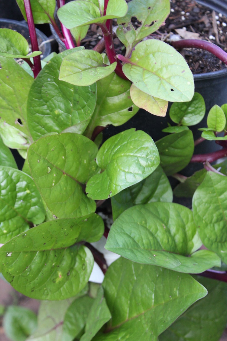 10 Semi Di Basella Alba Rubra (Spinaci Malabar) - Pianta Da Giardino Commestibile