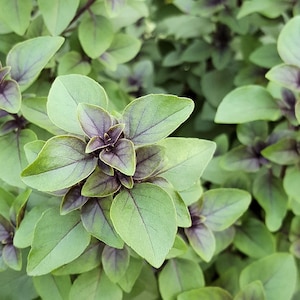 Holy Basil- 100 Heirloom Seeds-Garden Herb - Sacred Tulsi-Ocimum tenuiflorum