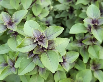 100 Heirloom Holy Basil Seeds! Sacred Tulsi-Ocimum tenuiflorum