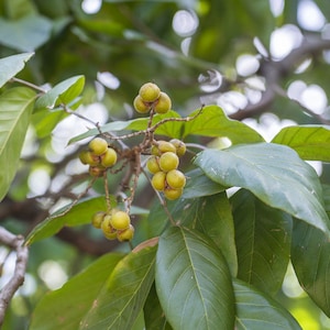 5 Rare Tropical Soap Nut Seeds! Ritha Tree - Sapindus mukorossi image 5