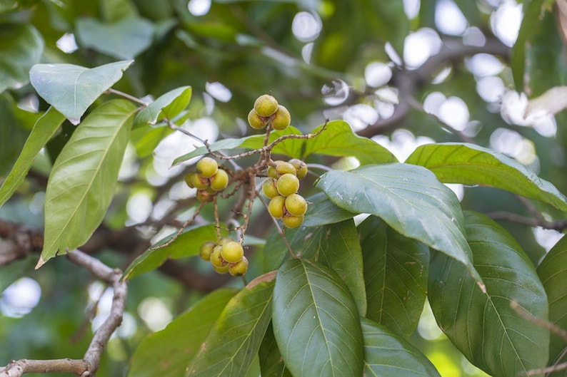 5 Rare Tropical Soap Nut Seeds! Ritha Tree - Sapindus mukorossi image 5