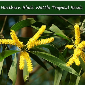 May include: Close-up of a branch of a Northern Black Wattle tree with yellow flowers and green leaves. The tree is in bloom and the flowers are bright yellow.
