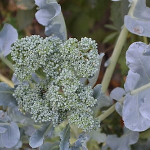 100 Heirloom Vegetable Seeds -Broccoli Ramoso Santana -Save Big on More Packs -Mix and Match! Sale!