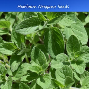 May include: Close-up of a patch of green oregano plants. The leaves are lush and vibrant, with a slightly fuzzy texture.  The plants are growing in a garden setting.