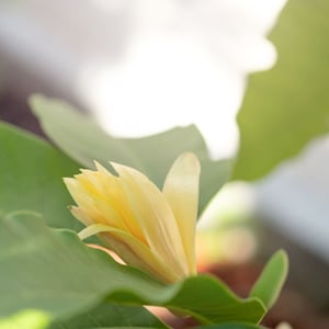 Tropical Seeds-Joy Perfume Tree -5 RARE Seeds- Magnolia Family Stunning -Container Gardening Michelia Champaca