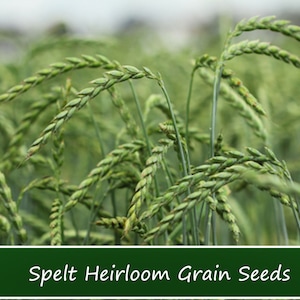 May include: Close-up of a field of green spelt heirloom grain seeds. The seeds are growing in rows and are ready to be harvested.