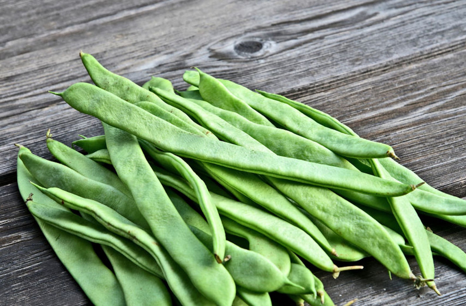 SEEDS Christmas Pole Lima Bean Seeds 10 Premium Hard To Etsy