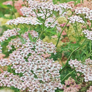 Flower SEEDS White Yarrow 500 Seeds Achillea Perfect for Flower Beds and Mass Planting Wildflower image 2