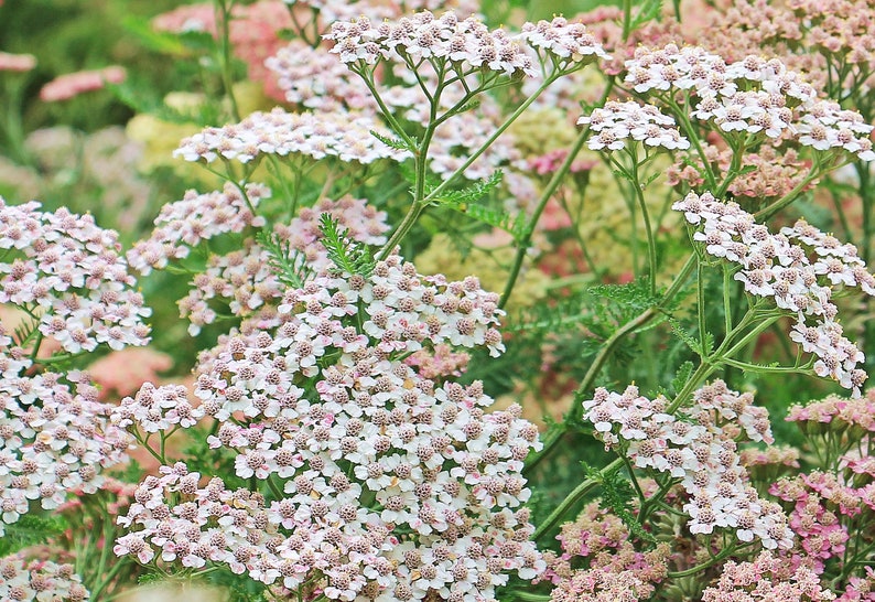 Flower SEEDS White Yarrow 500 Seeds Achillea Perfect for Flower Beds and Mass Planting Wildflower image 2