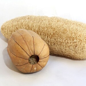 May include: Two natural loofahs on a white background. One is a large, oblong shape, and the other is a smaller, rounded shape with a hole. Both are beige and have a fibrous texture, suggesting they are for exfoliating or cleaning.