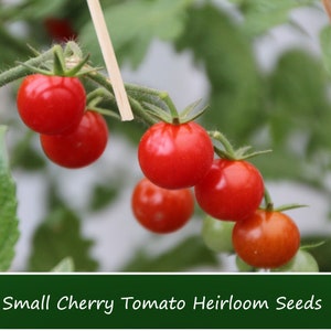 20 All Natural Heirloom Vegetable Seeds -Small Cherry Tomato- Save Big on More Packs -Mix and Match- Sale!