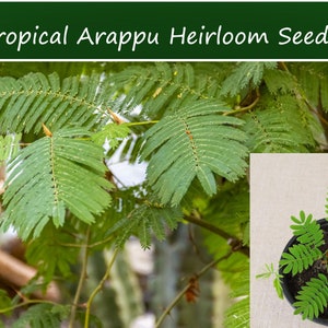 Tropical Seeds -Arappu -10 Seeds - Multi-use Plant - Albizia Amara-Save Big on More Packs -Mix and Match! Sale!