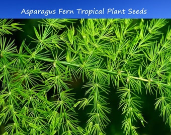 10 Asparagus-Feather Fern Seeds- Setaceus pyramidalis plumosus-Buy More Save More-Mix & Match!