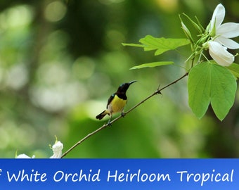 10 Tropical Seeds- Dwarf White Orchid Tree -10 Seeds-See Listing  -Ornamental - Bauhinia acuminata