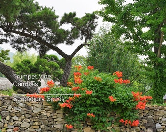 Trumpet Vine 20 Seeds -Hummingbird Vine- Fence or Wall Climbing Plant- Campsis radicans