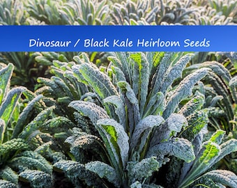 Vegetable Seeds- Dinosaur or Black Kale-100 Heirloom Seeds - Lacinato
