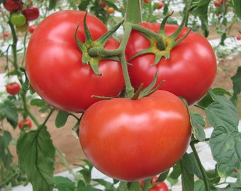 Tomato Seeds-Marglobe Tomato - 20 Heirloom Seeds -Old Fashioned Flavor