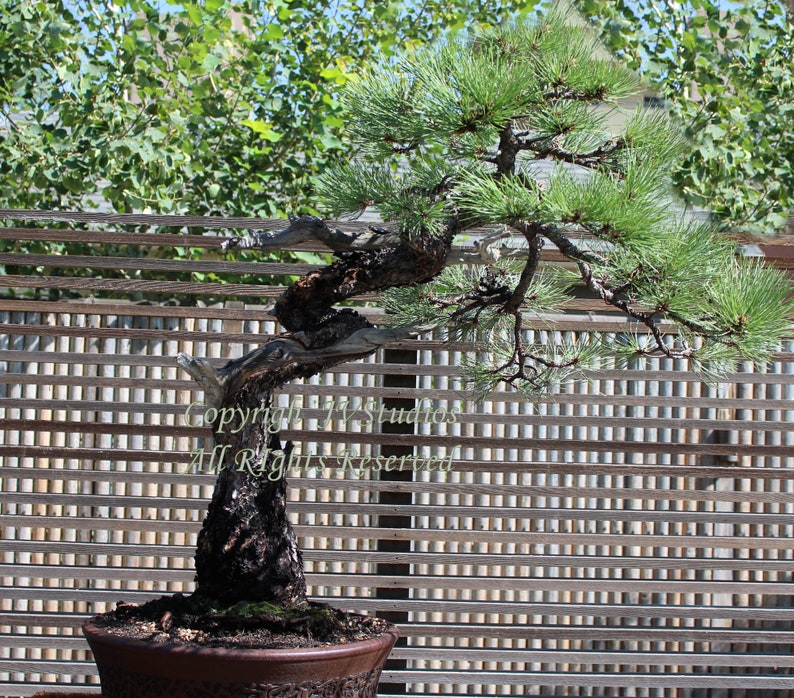 Jack Pine Tree 10 Seeds Bonsai or Standard tree Short Etsy