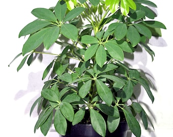 10 Heirloom Tropical Houseplant Seeds! -Schefflera-Good Air Purifier- Umbrella Plant
