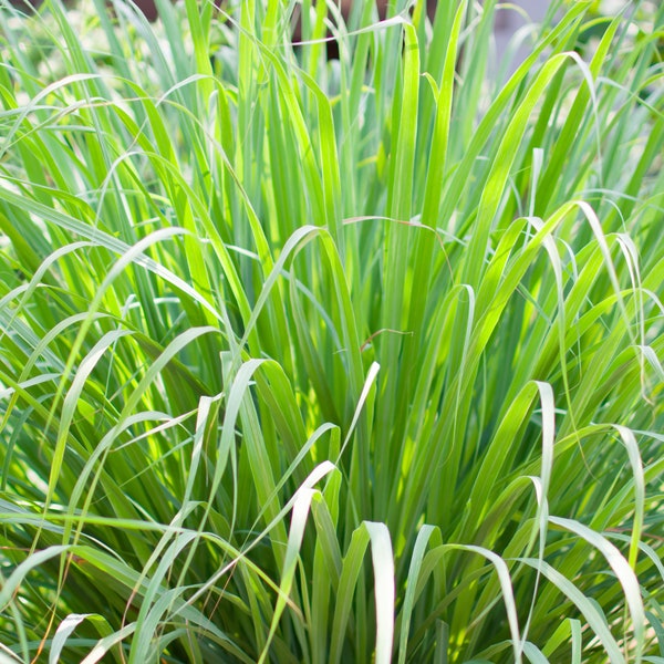 Ornamental Grass Seeds - Cymbopogon Martinii - Palmarosa Grass-100 Seeds- Perennial