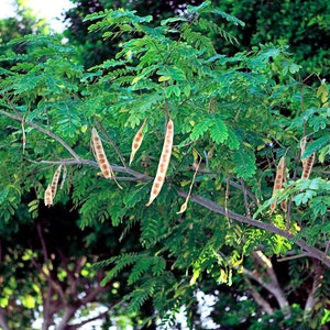 Lebbeck Mimosa Tree 10 Seeds Albizia lebbeck image 3