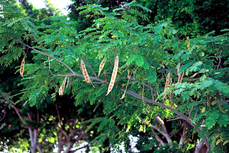Lebbeck Mimosa Tree 10 Seeds Albizia lebbeck image 3