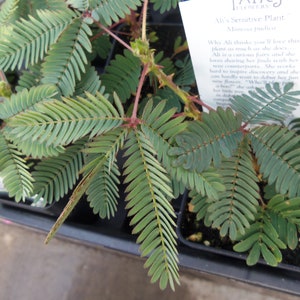 20 Seeds -Sensitive Plant -Mimosa pudica -Leaves Move When Touched Colorful Flowers Ornamental Tropical
