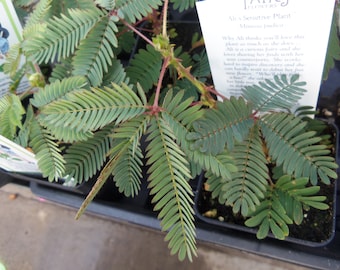 20 Seeds -Sensitive Plant -Mimosa pudica -Leaves Move When Touched Colorful Flowers Ornamental Tropical