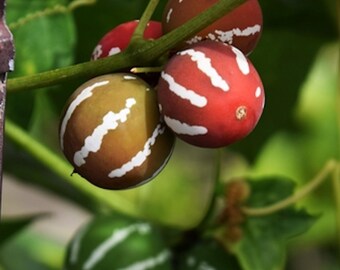 10 Heirloom Tropical Seeds-Marble Vine -Ornamental Tropical Vine or Annual-Diplocyclos palmatus-Save Big on More Packs -Mix and Match- Sale!