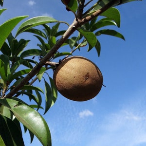 Tropical Seeds Rare Chicle 5 Heirloom Seeds Chewing Gum Tree Sapodilla Manilkara zapota image 3