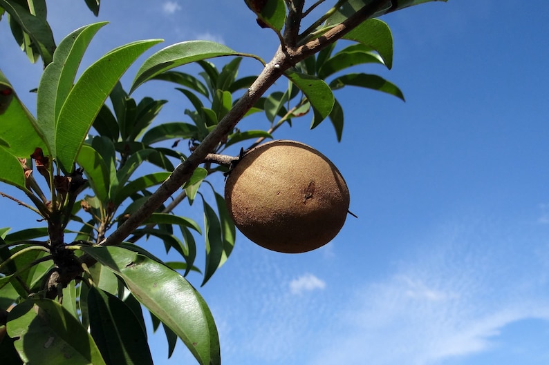 Tropical Seeds Rare Chicle 5 Heirloom Seeds Chewing Gum Tree Sapodilla Manilkara zapota image 3