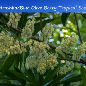 Tropical Seeds -Rudraksha Tree-3 Seeds /Stones -See Listing Below- -Blue Olive Berry-Elaeocarpus ganitrus