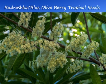 Tropical Seeds -Rudraksha Tree-3 Seeds /Stones -See Listing Below- -Blue Olive Berry-Elaeocarpus ganitrus