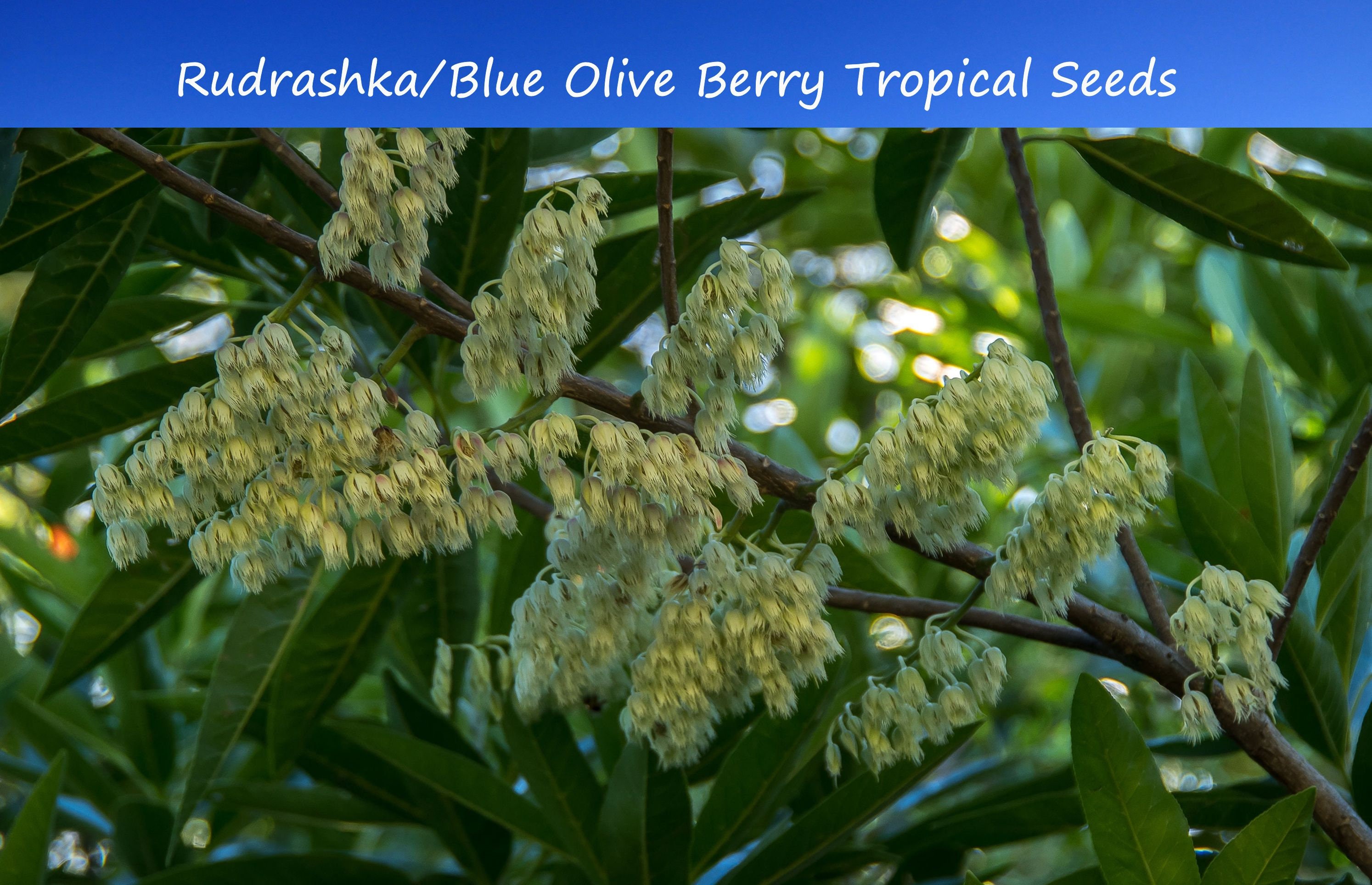 rudraksha-plant-nursery