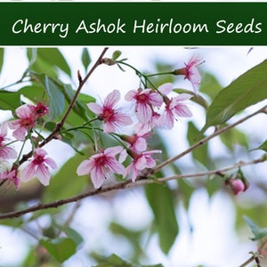 10 Heirloom Tropical Seeds -Cherry Ashok Tree -Tropical Container Plant -Huberantha cerasoides-Save Big on More Packs -Mix and Match! Sale!