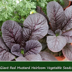 100 Heirloom Vegetable Seeds-Giant Red Mustard Greens -Save Big on More Packs -Mix and Match! Sale!