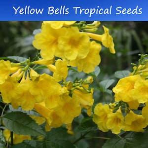 May include: Close-up of yellow trumpet-shaped flowers with green leaves. The flowers are clustered together and have a bright yellow color. The leaves are green and have a smooth texture.