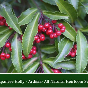 Japanese Holly- 10 Heirloom Seeds - Evergreen Leaves- Perfect container Plant -Ardisia crispa
