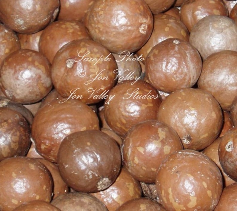 Macadamia Nut Tree SEEDS 3 Big Seeds Macadamia integrifolia Etsy