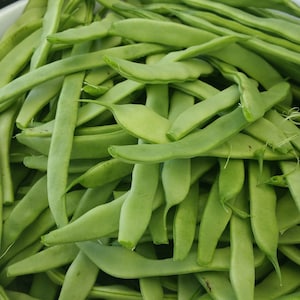 May include: A white bowl filled with fresh, green string beans. The beans are arranged in a pile, with some of them overlapping.