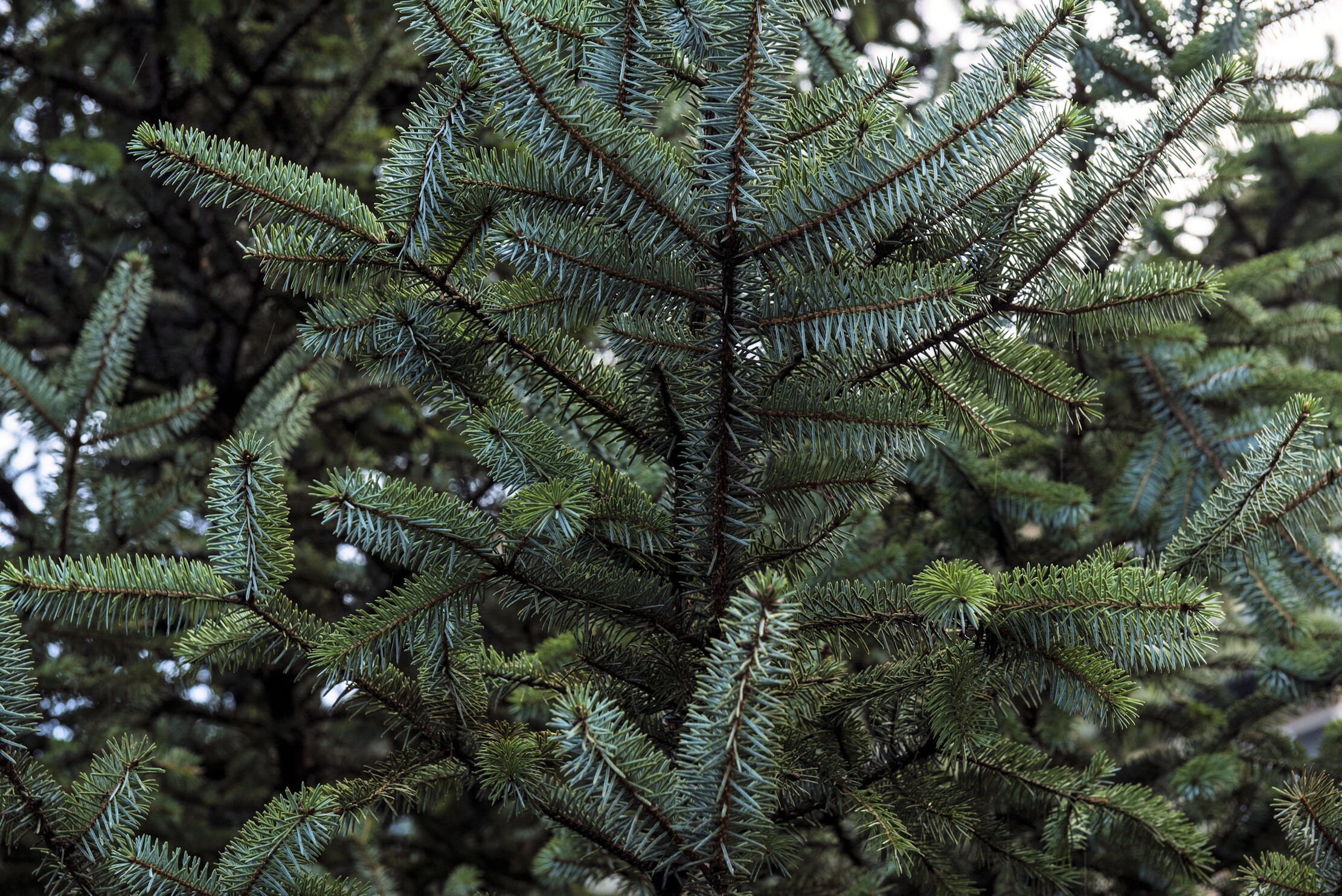10. Nurturing Nature's Miniatures: Bonsai Seed To Tree