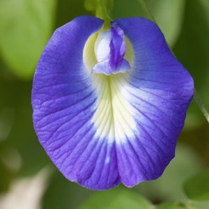 May include: A close-up of a blue and white flower with a unique shape. The flower has a deep blue color with a white center and a delicate, almost translucent texture.