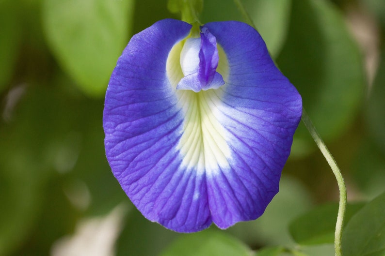 May include: A close-up of a blue and white flower with a unique shape. The flower has a deep blue color with a white center and a delicate, almost translucent texture.